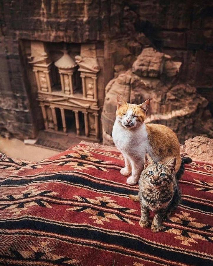Appartamento Petra Bedouin House 1 Wadi Musa Esterno foto